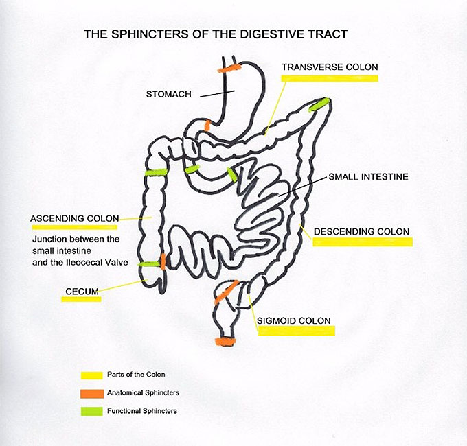 how many sphincters are in the human body