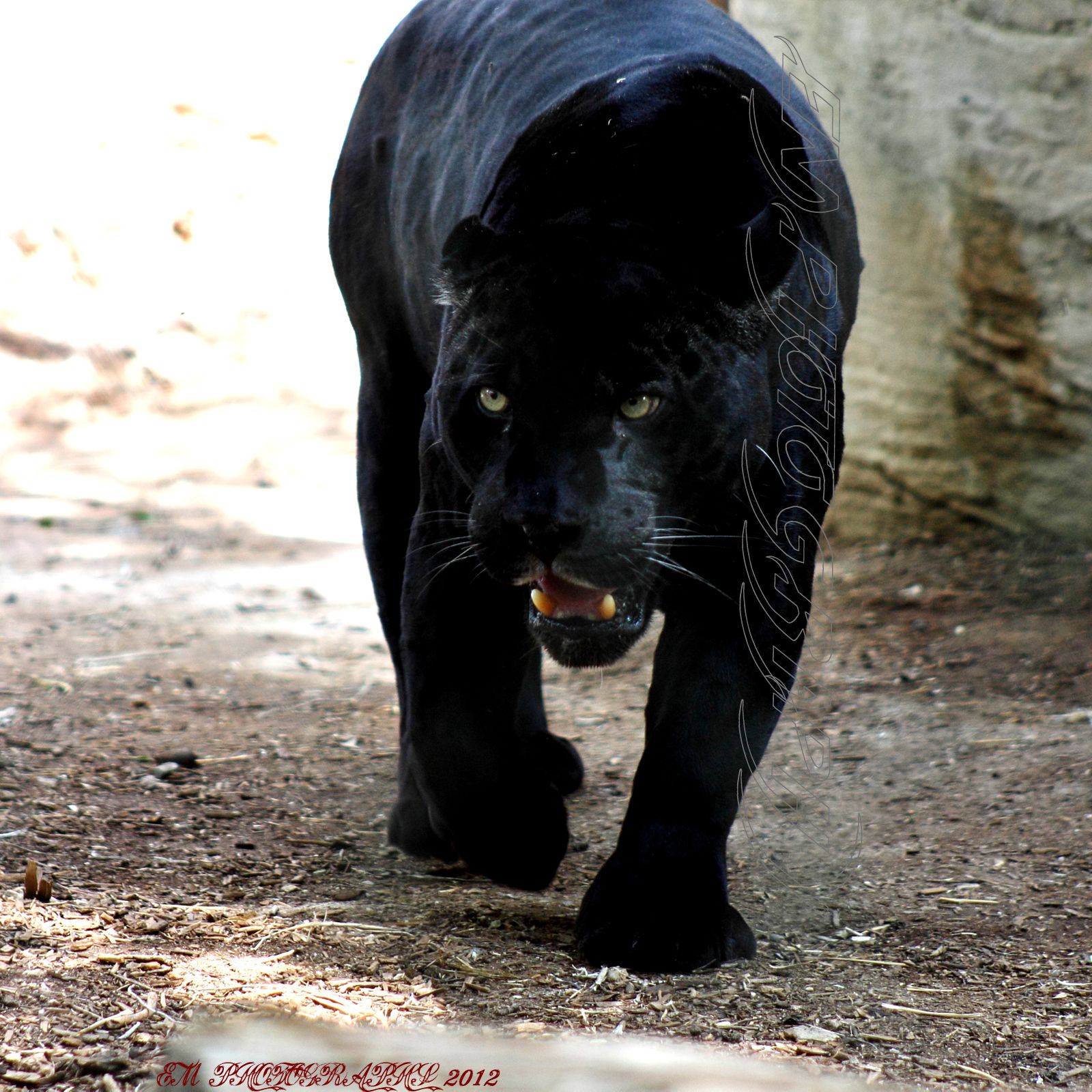 how fast can a black panther run