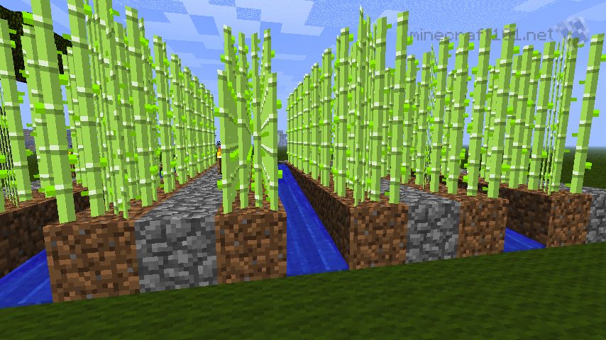 how to grow sugarcane minecraft