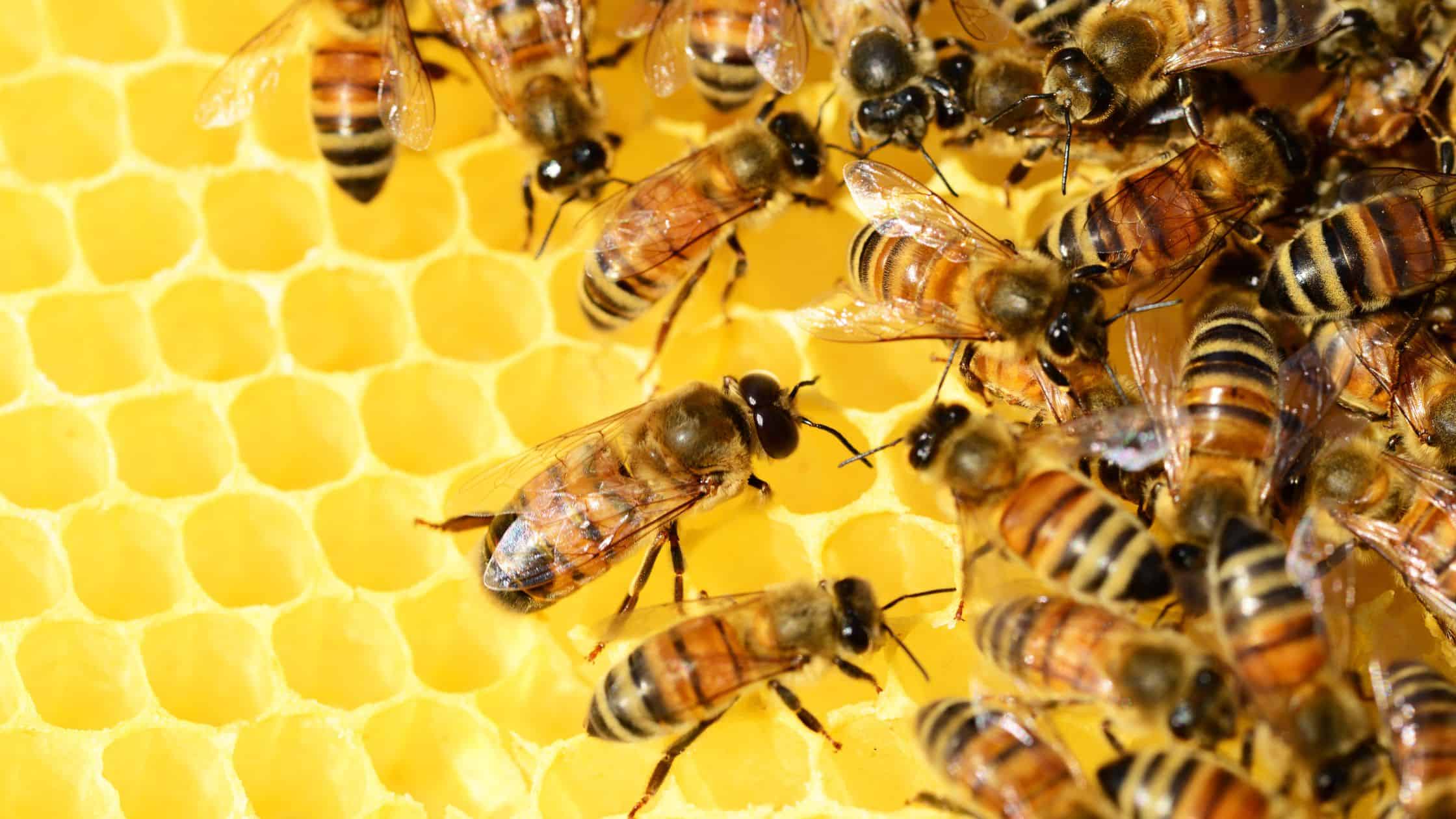 biblical meaning of bees in your house