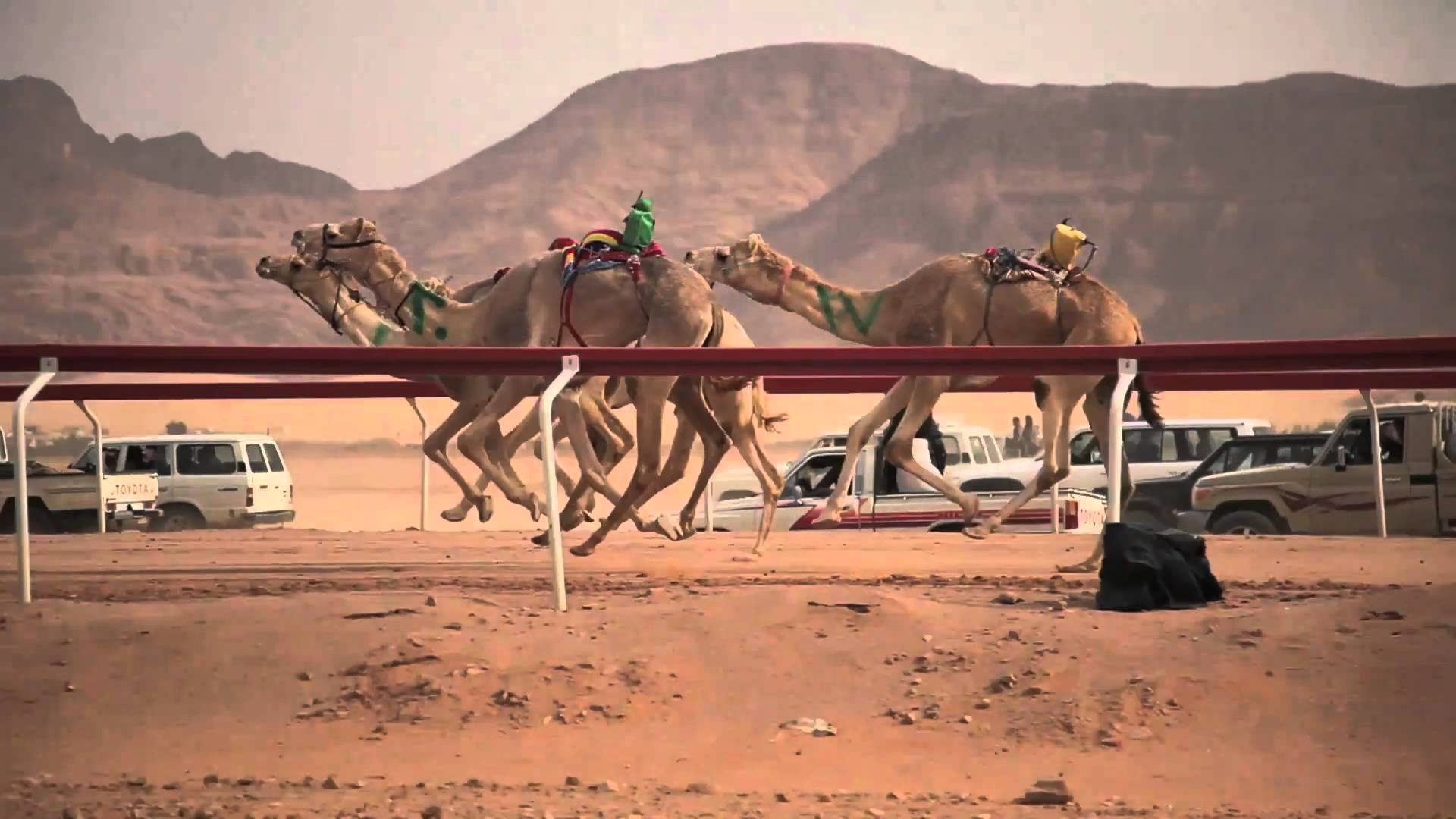 how fast can camels run