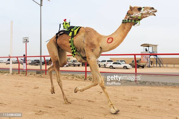 how fast can camels run