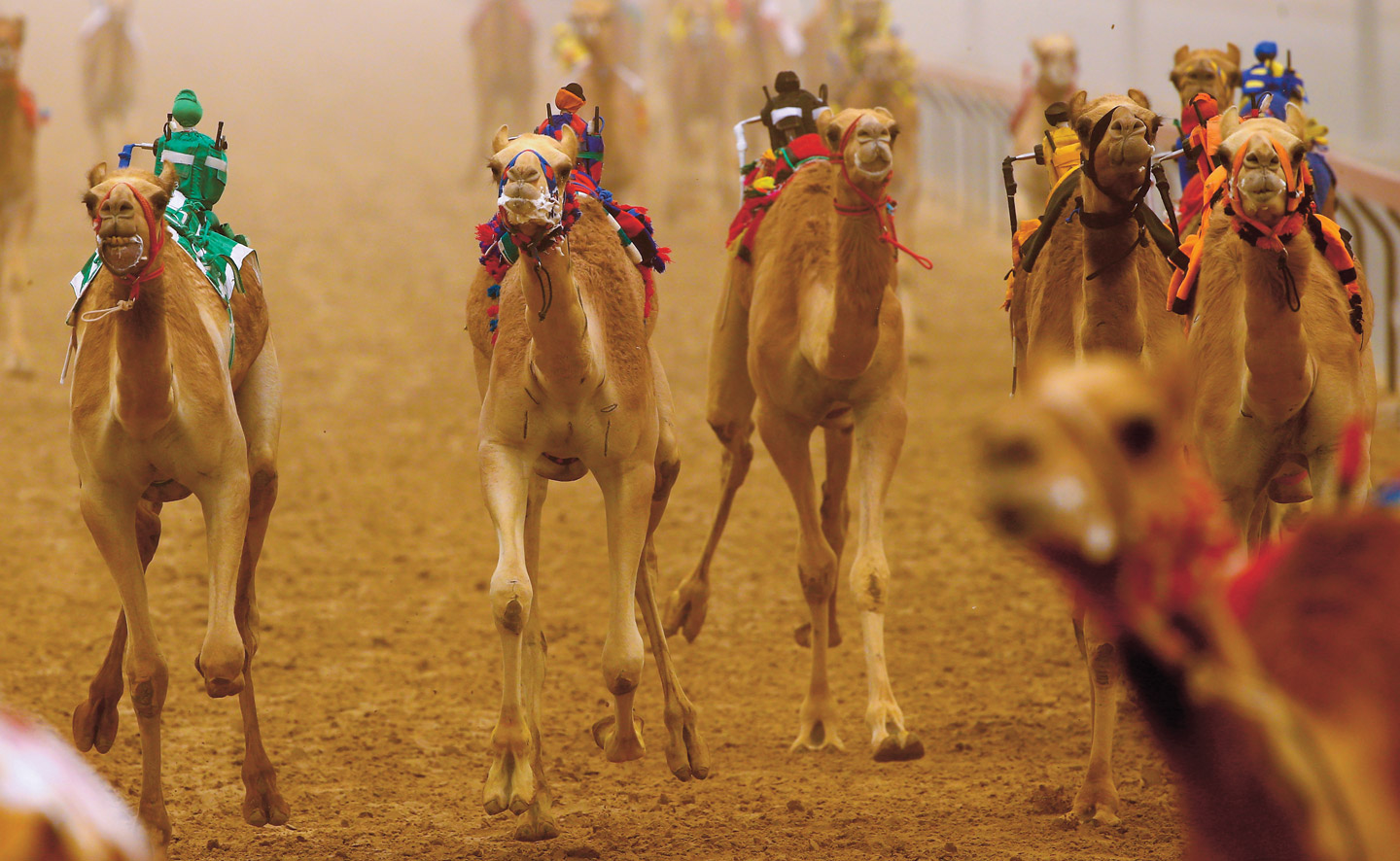 how fast can camels run