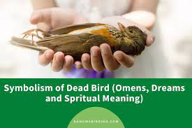 what does it mean when you see a dead bird