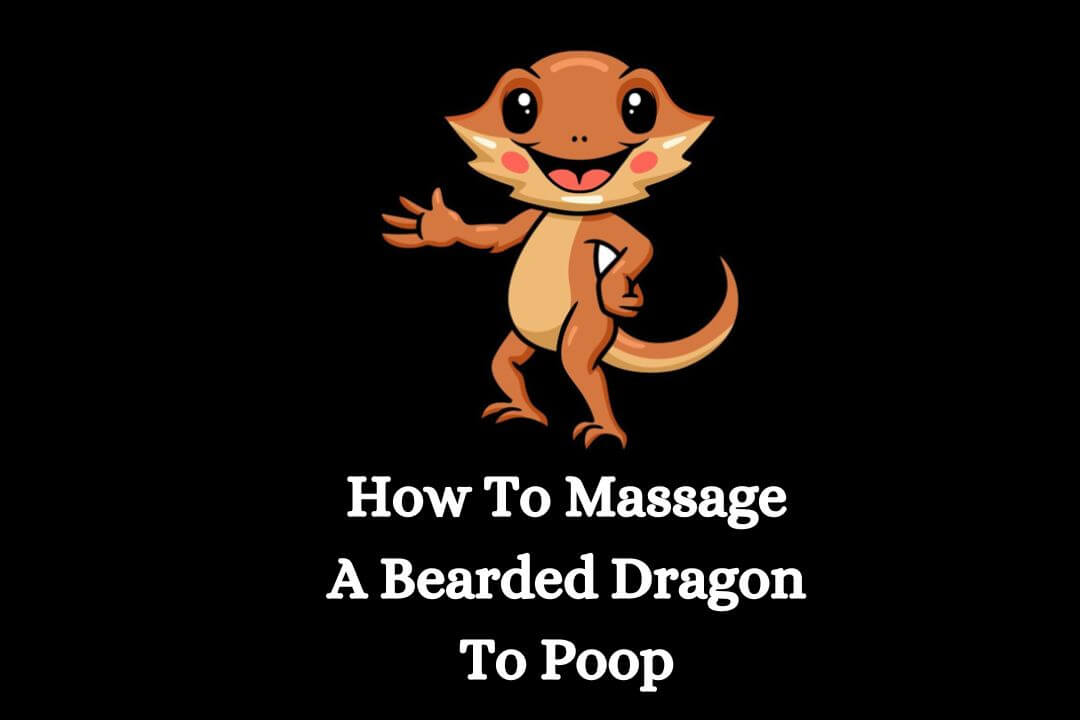 how to massage bearded dragon to poop