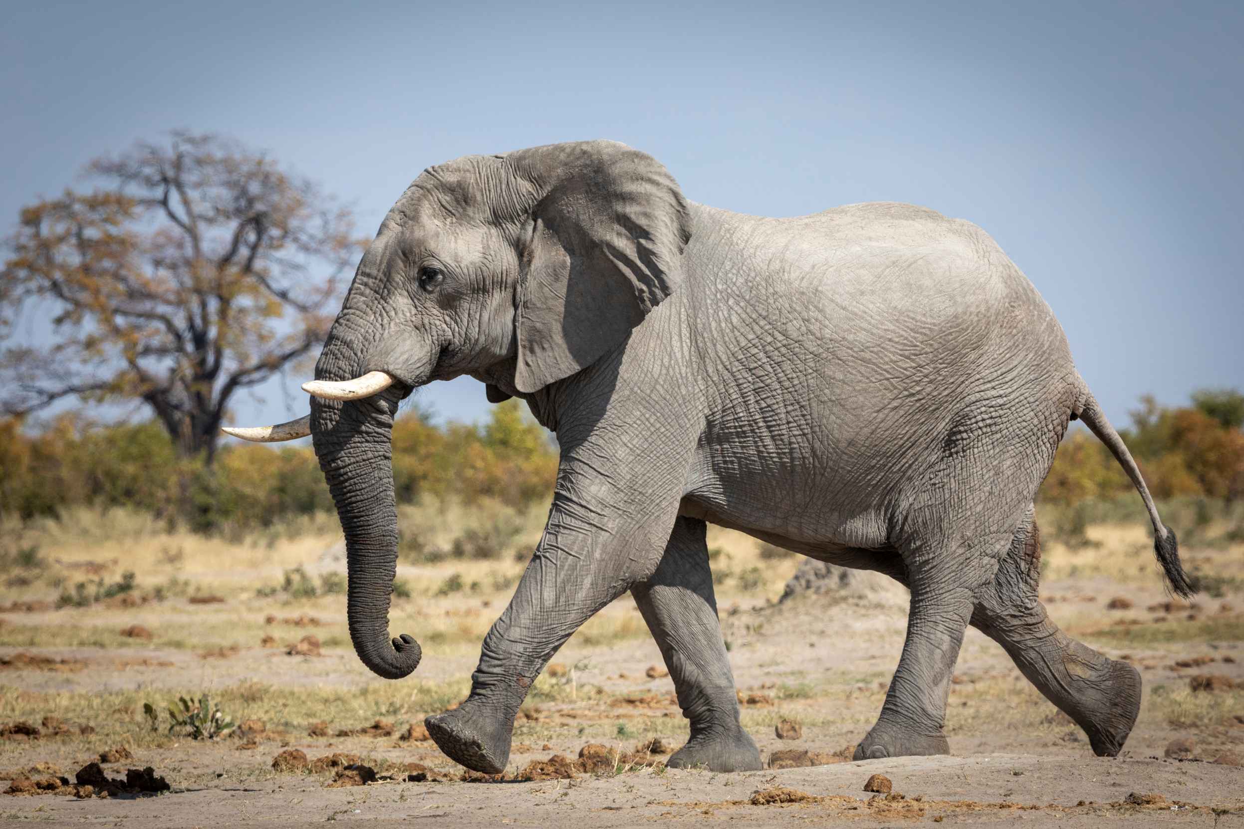 how fast does an elephant run