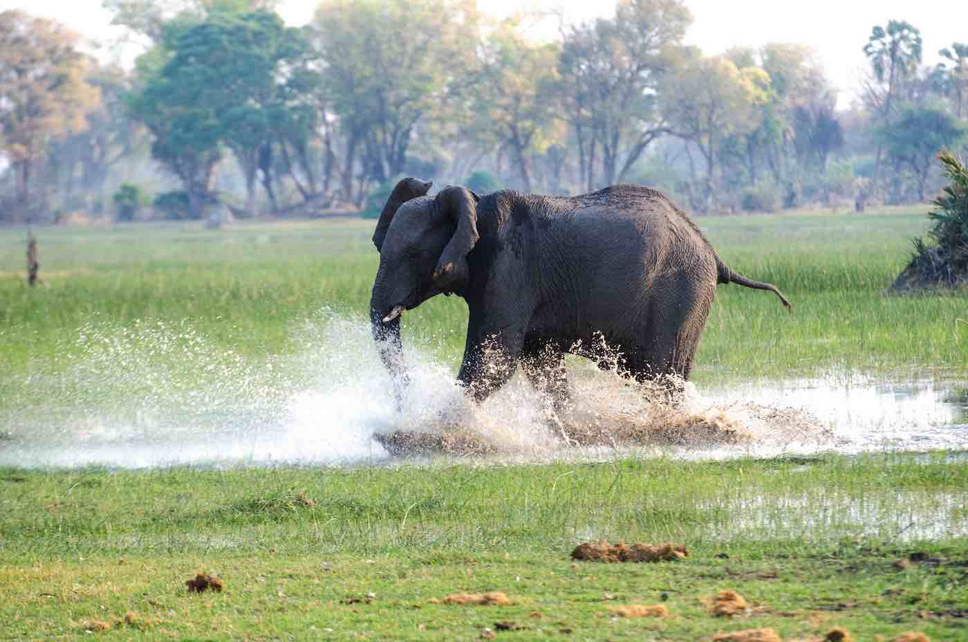 how fast does an elephant run