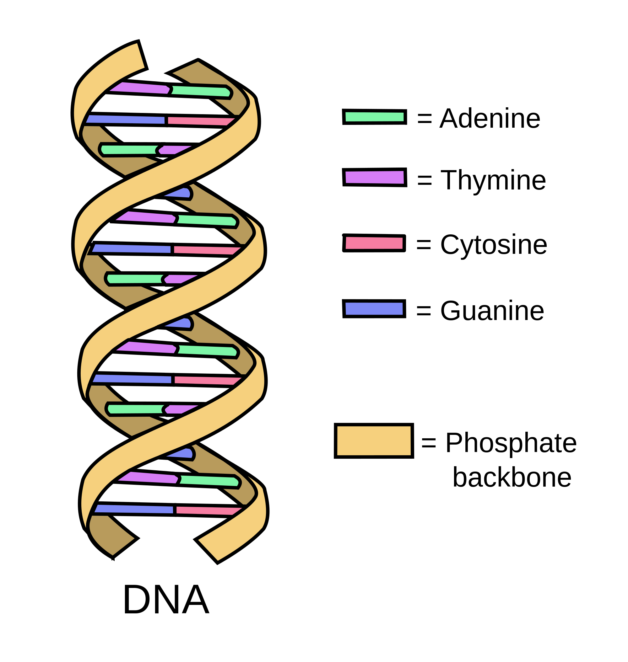 which part of a dna molecule is responsible for the direct coding of specific traits in an organism?