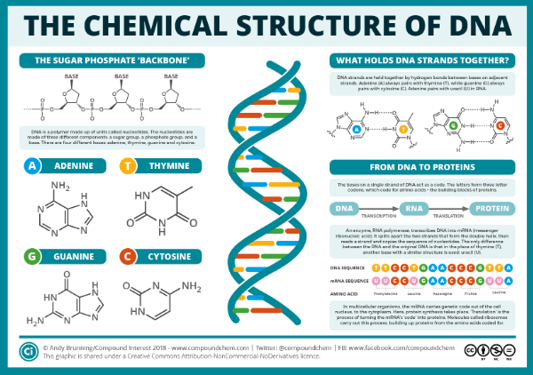 which part of a dna molecule is responsible for the direct coding of specific traits in an organism?