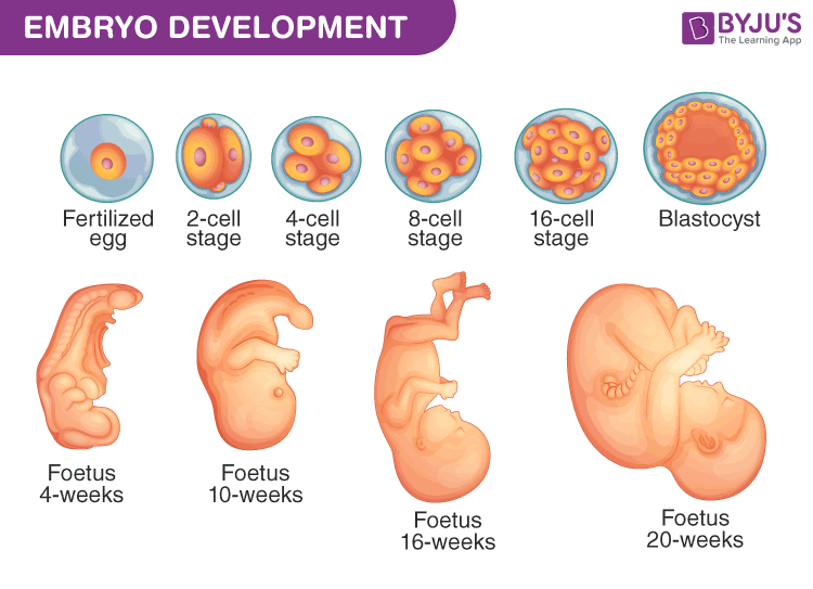 which of the following has the smallest number of cells? blastocyst zygote fetus embryo