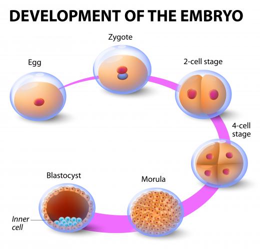 which of the following has the smallest number of cells? blastocyst zygote fetus embryo