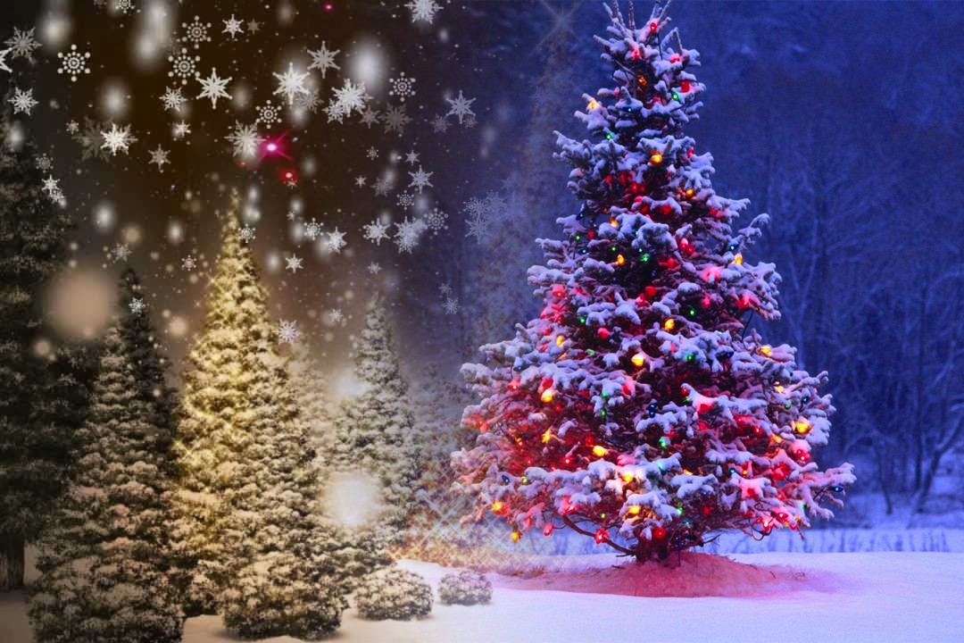 which country is the largest exporter of christmas trees