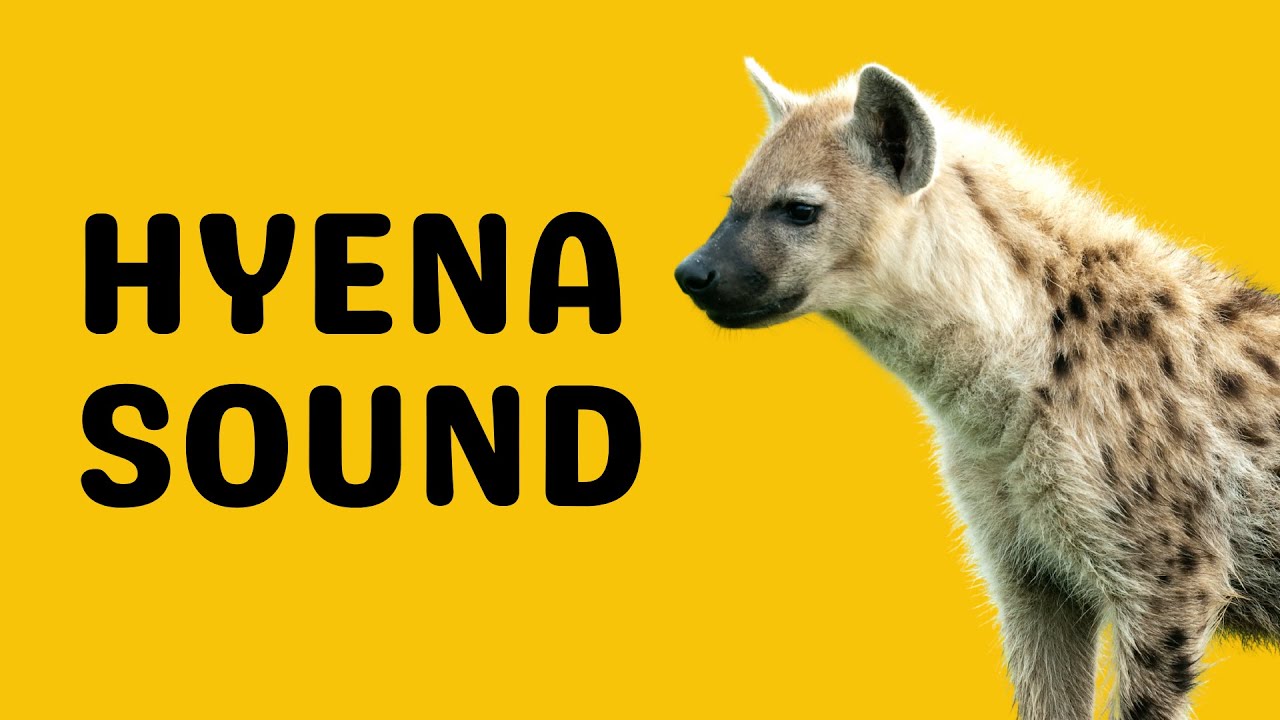 hyena laugh sound