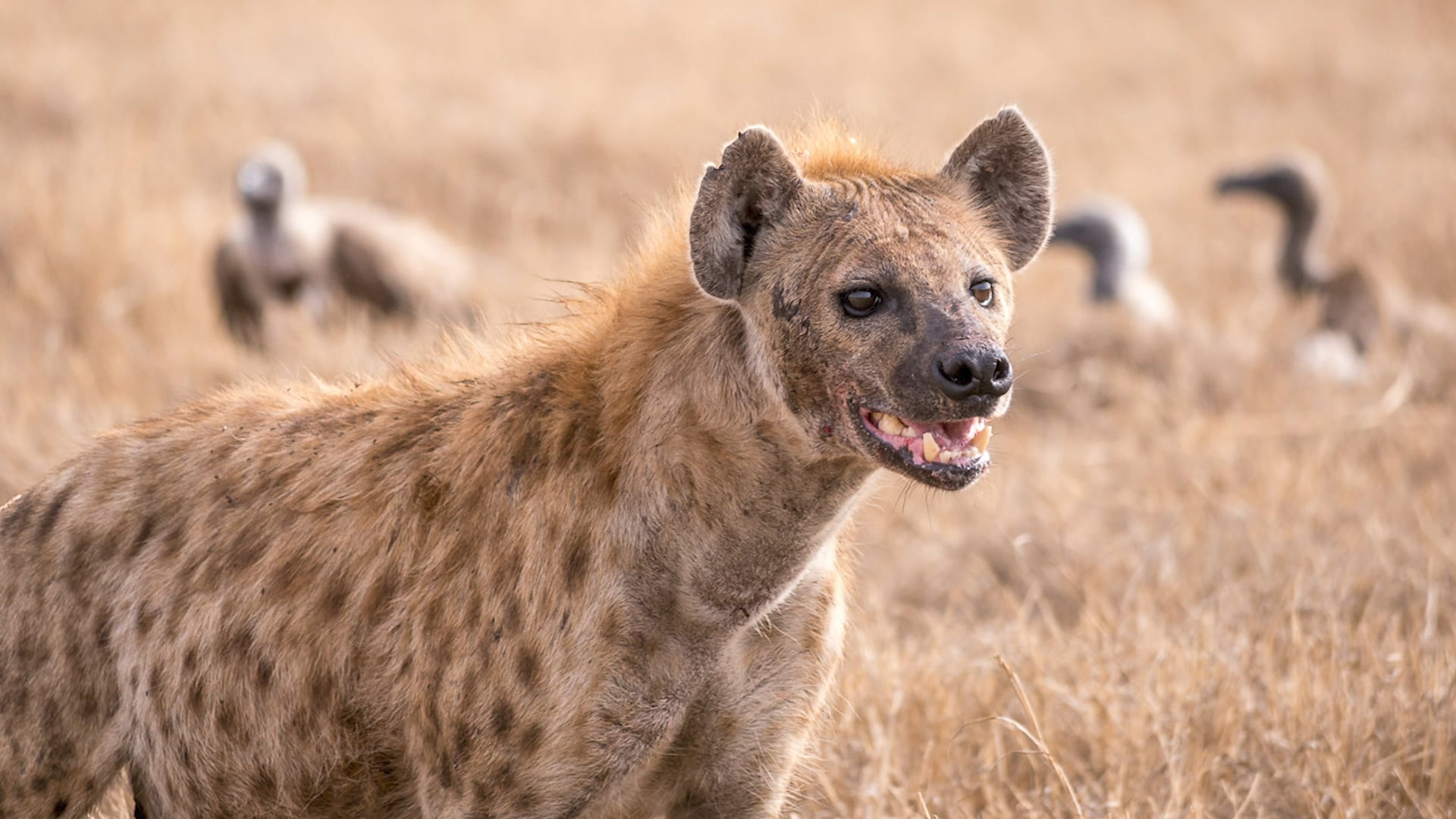 hyena laugh sound