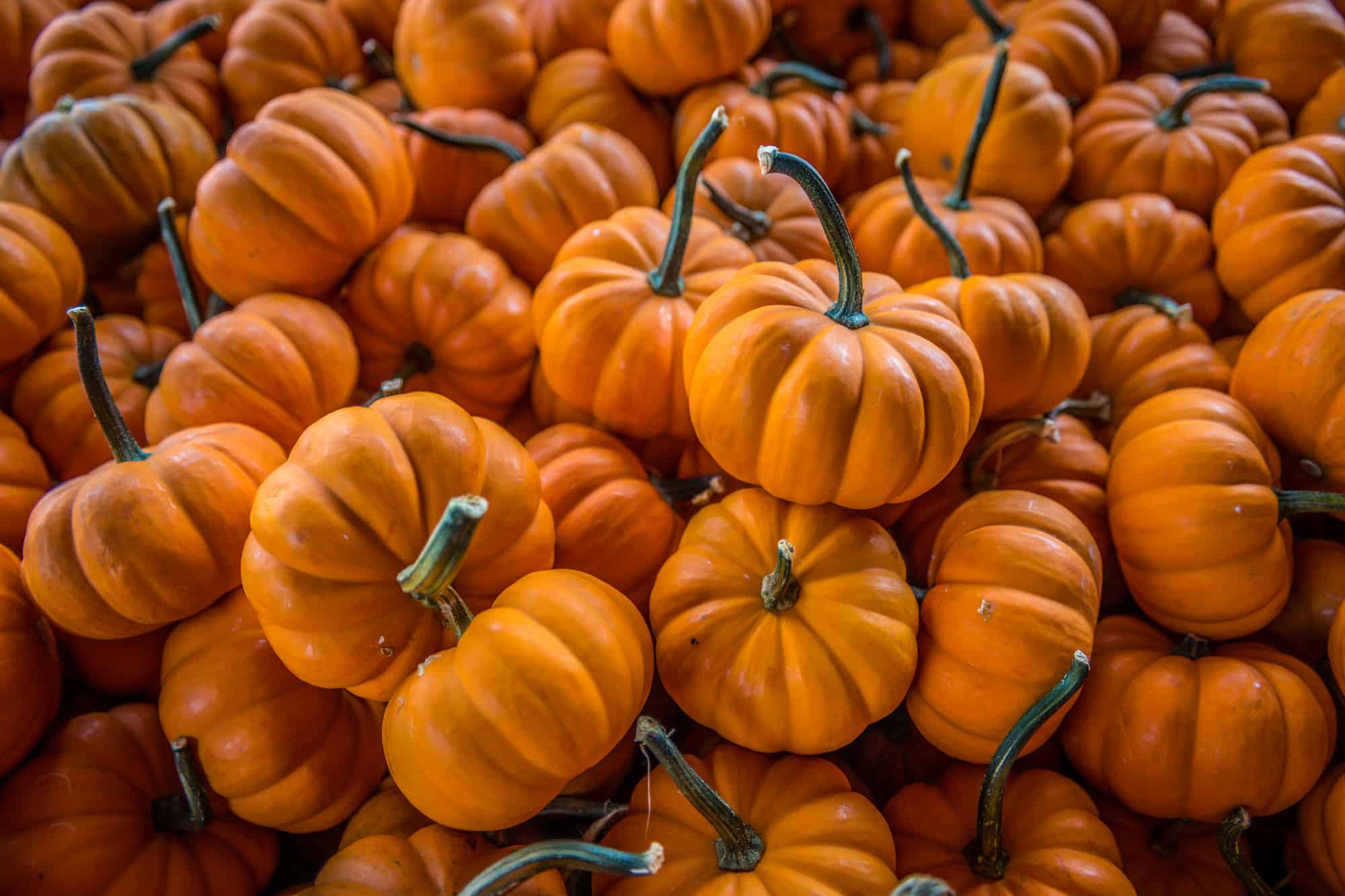 average weight of a pumpkin