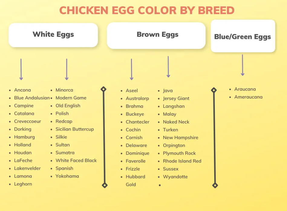 gestation period for chickens