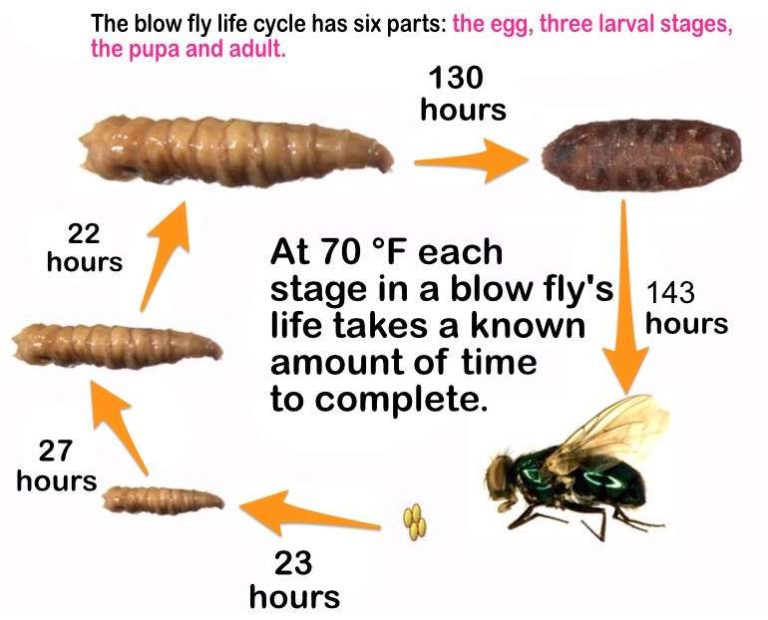 female maggot name