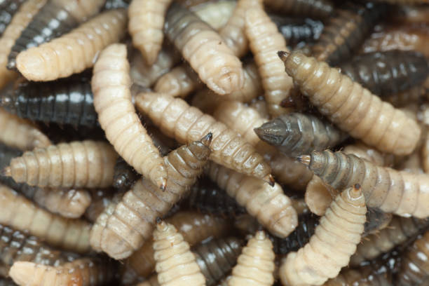 female maggot name