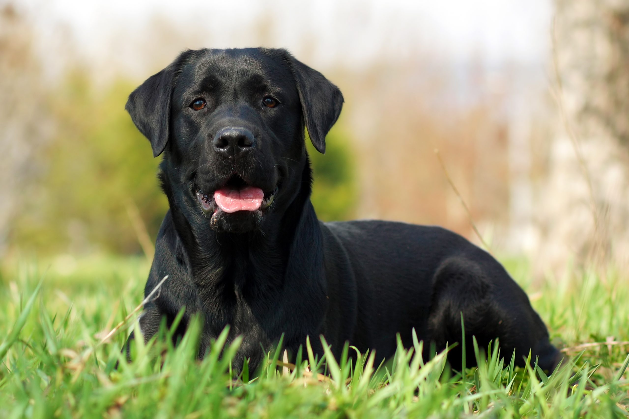 dogs with black skin