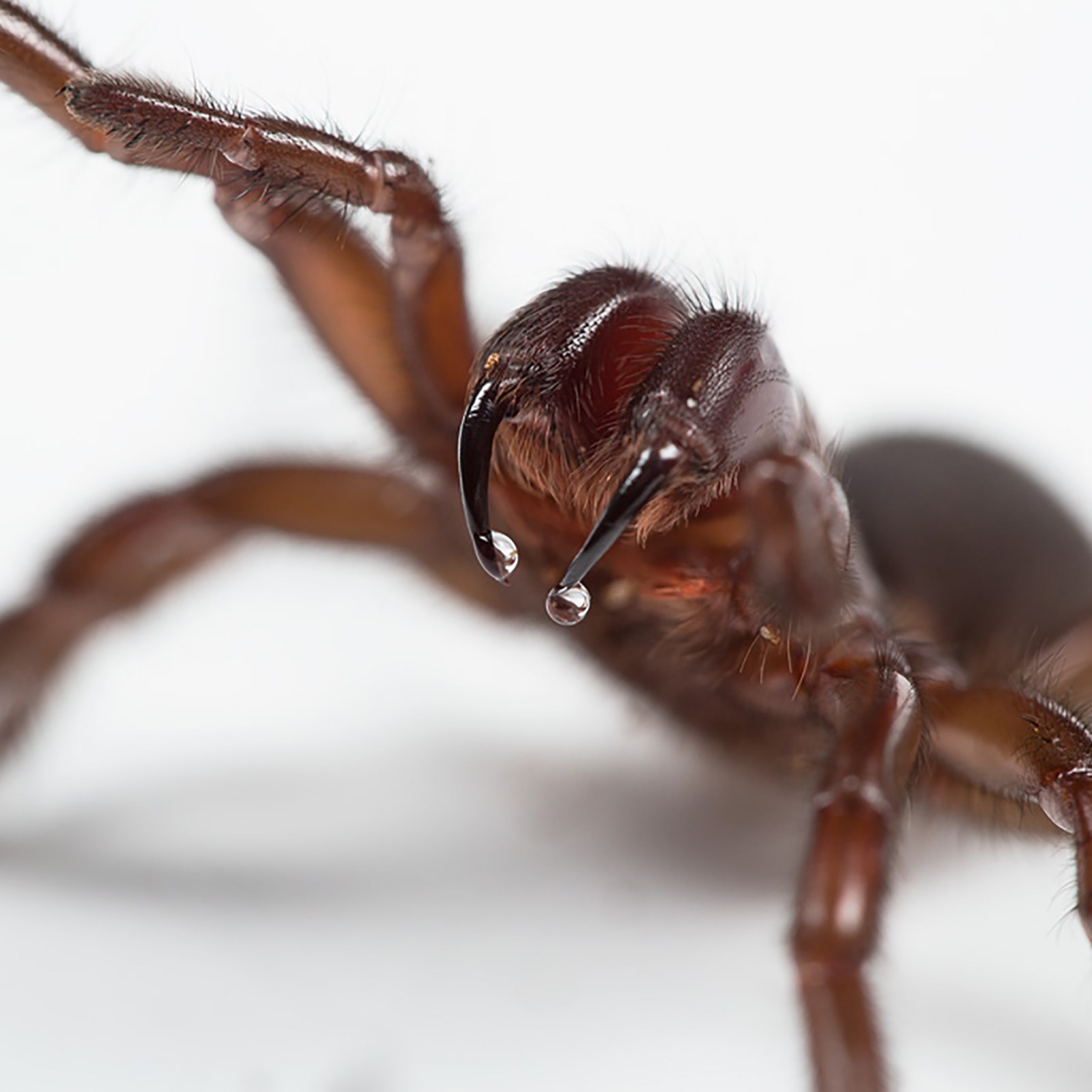 grounded spider fang