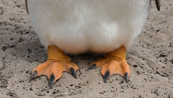 what color are penguins feet