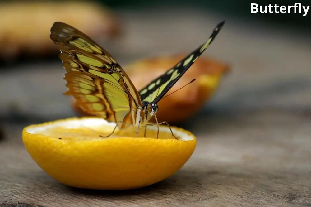 what animals eat lemons