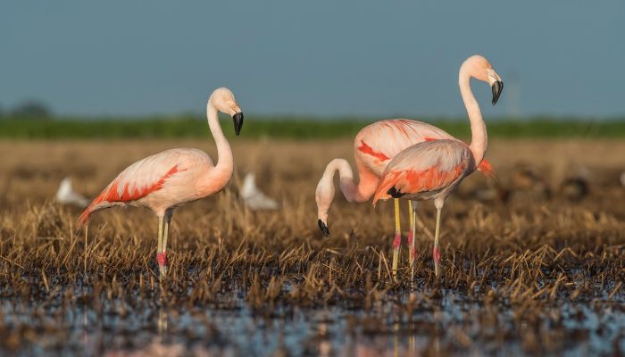 what sound does a flamingo make