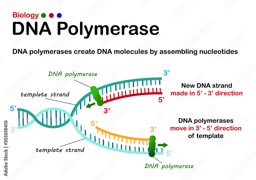 this is the copying process by which a cell duplicates its dna.