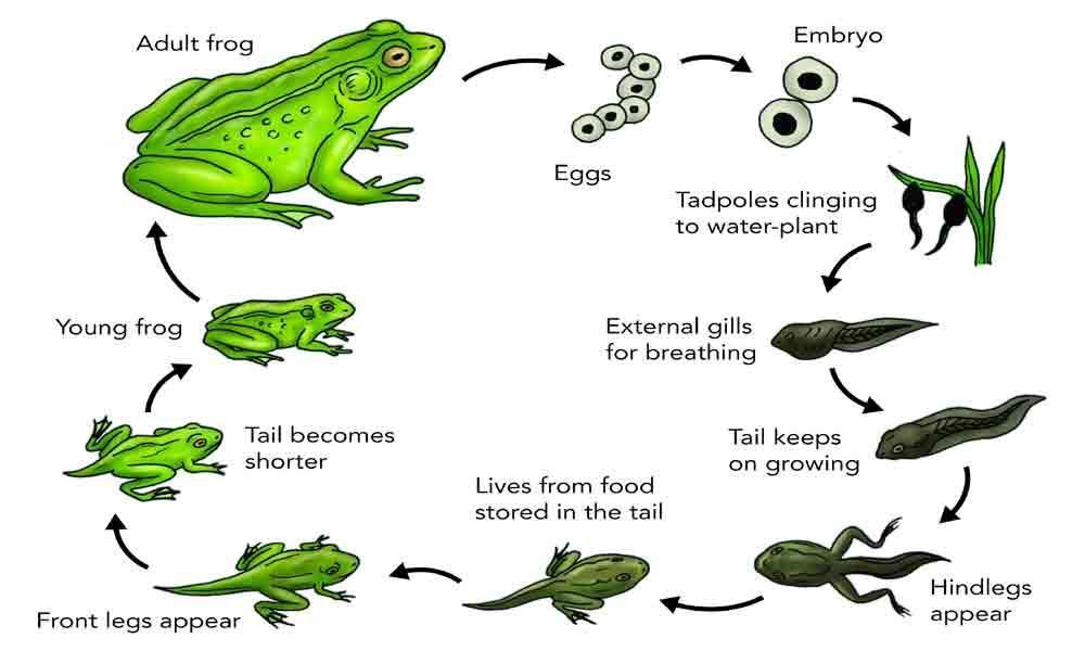 what are baby frogs called