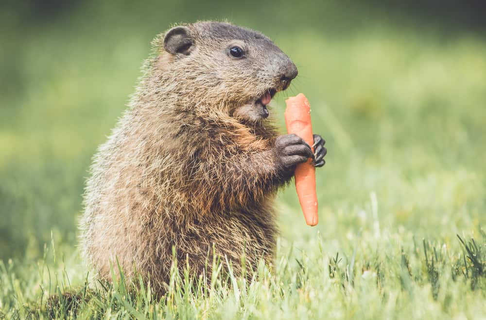 poison for groundhogs