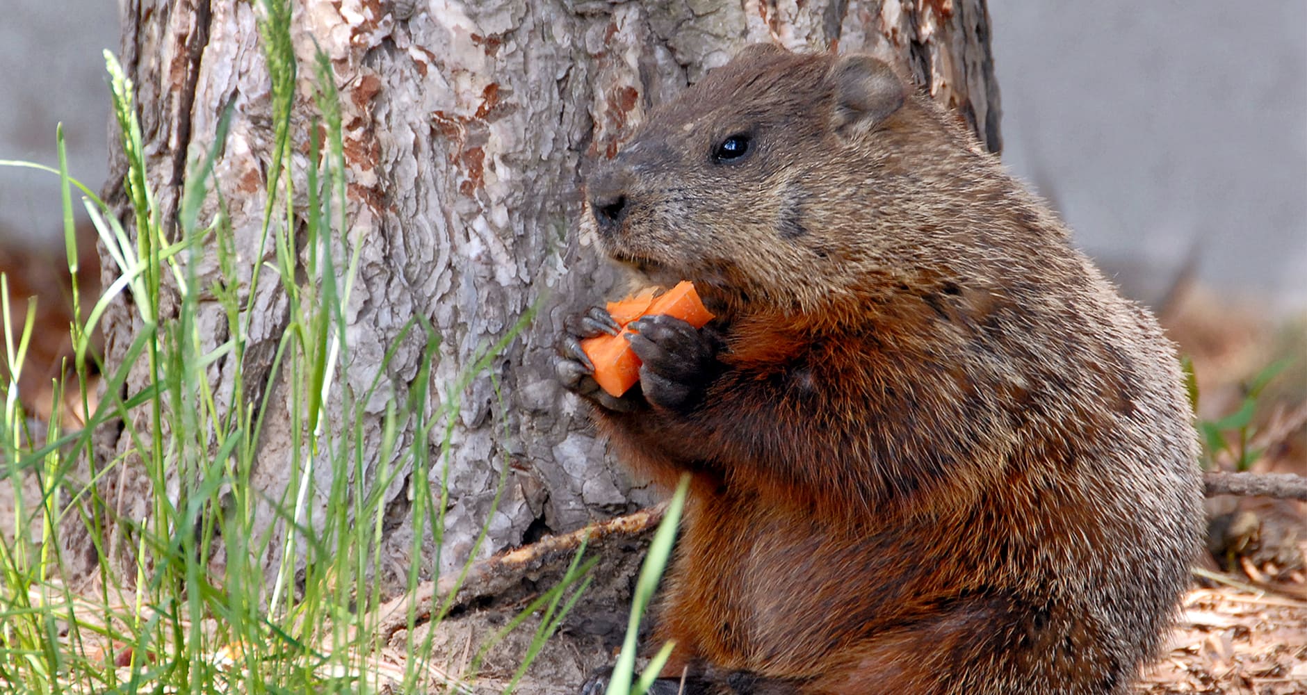 poison for groundhogs