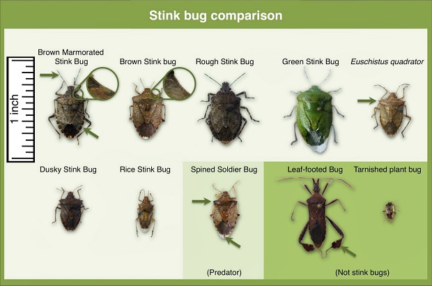 how to kill stinkbug grounded