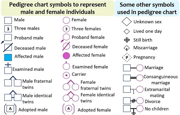 which pedigree symbol is used to represent a female carrier of a recessive x-linked trait?