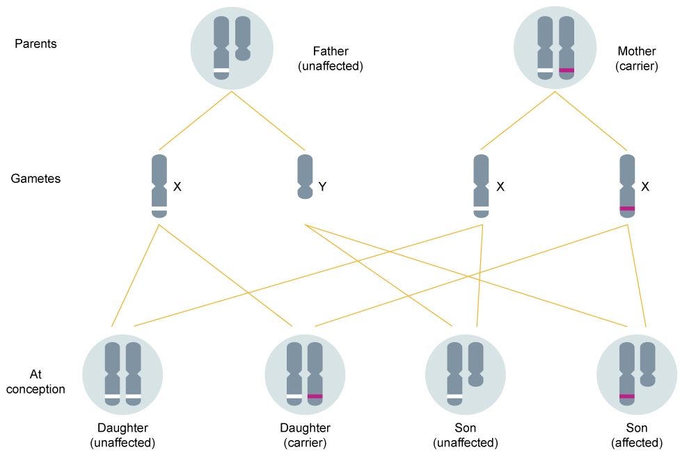 which pedigree symbol is used to represent a female carrier of a recessive x-linked trait?