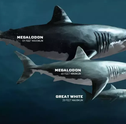 what is bigger than a megalodon