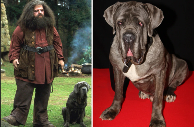 what is hagrid's dog's name