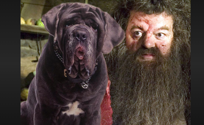 what is hagrid's dog's name