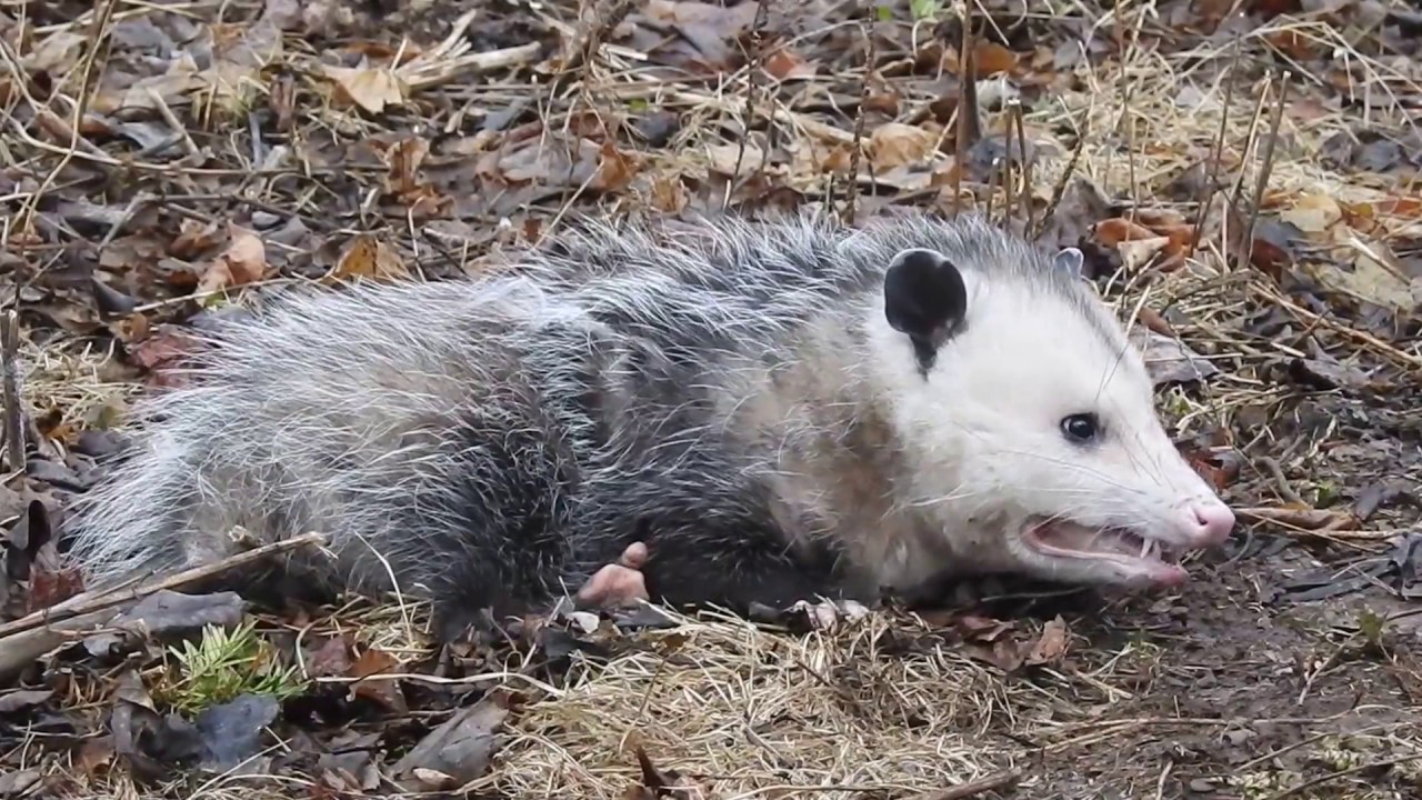 how to wake up a possum playing dead