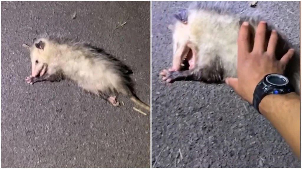 how to wake up a possum playing dead