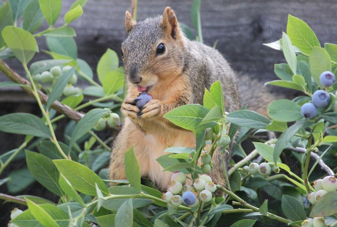 what animal eats blueberries