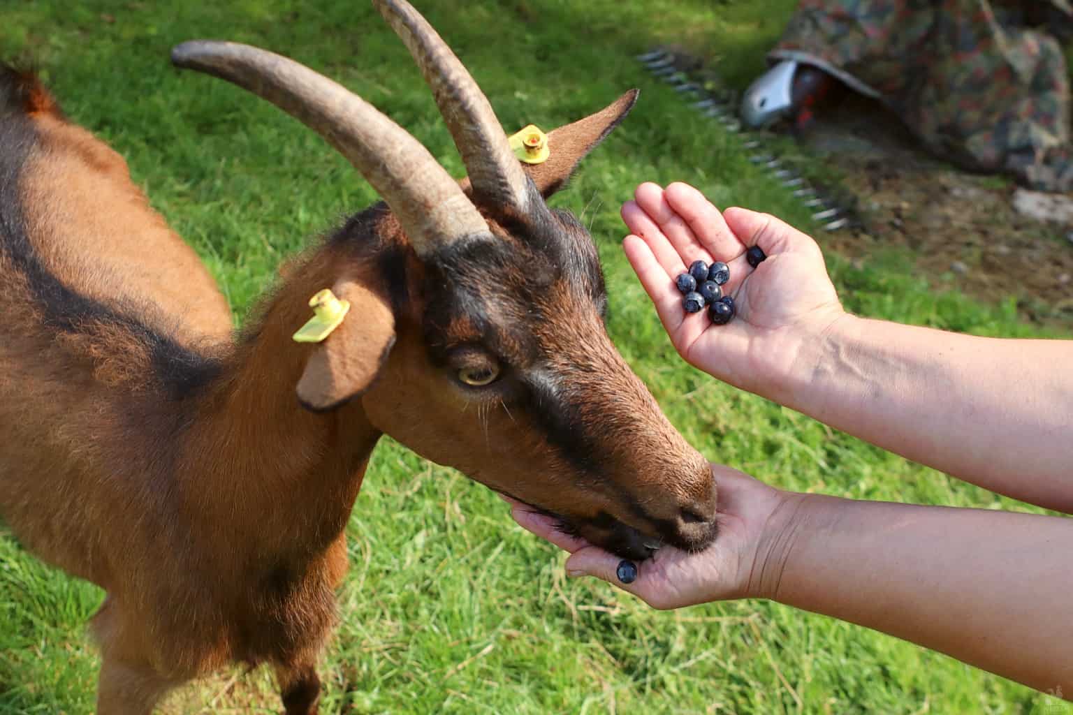 what animal eats blueberries