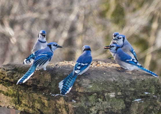 what is a group of blue jays called