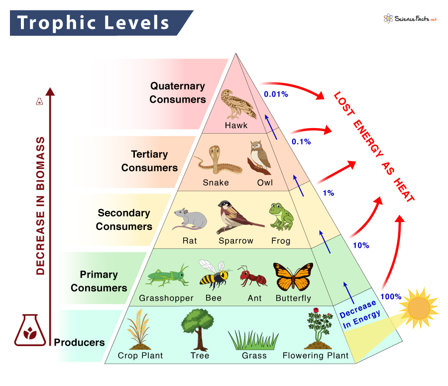 which shows the correct order of increasing trophic level, from producer to tertiary consumer?