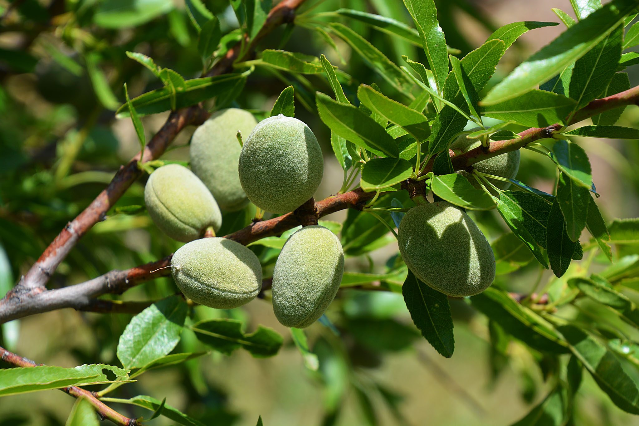 what food group is almonds in