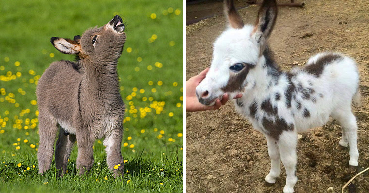 what's a baby donkey called