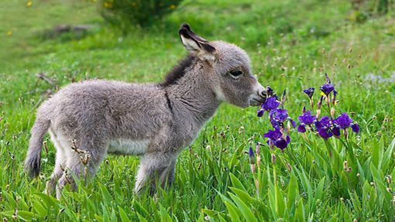 what's a baby donkey called