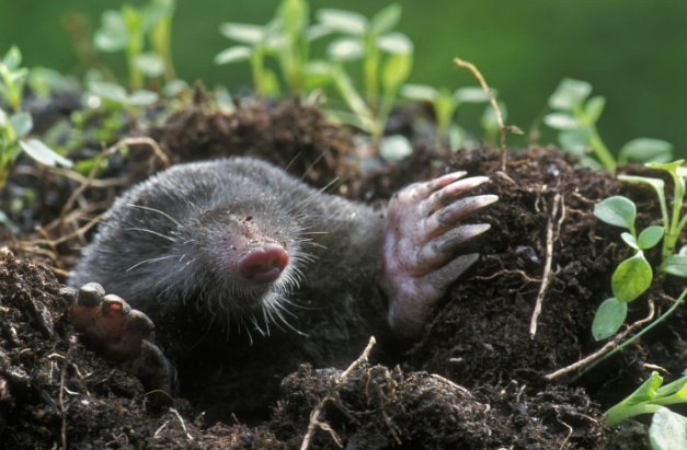 do moles make noises