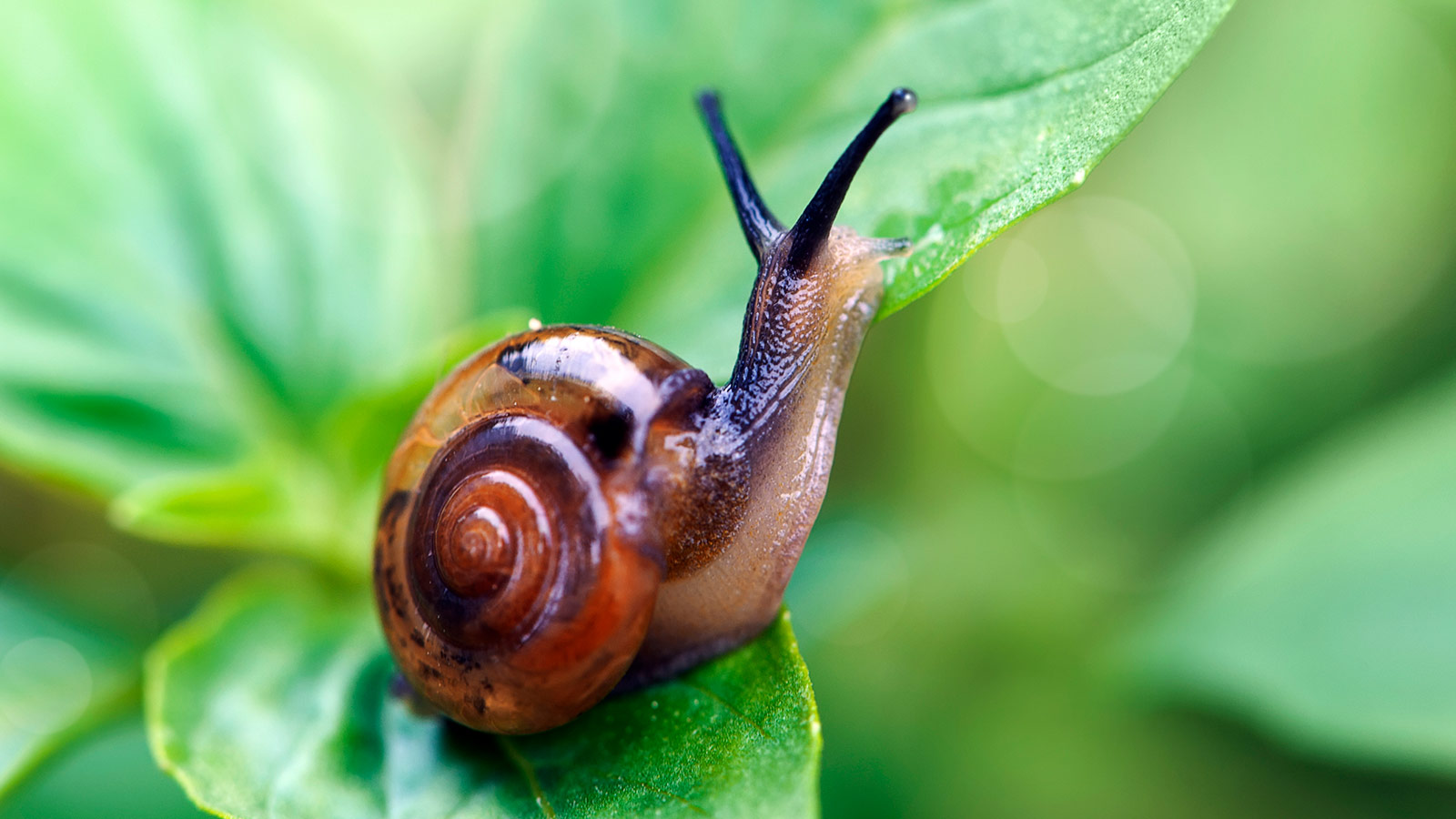 how long for a snail to travel a mile