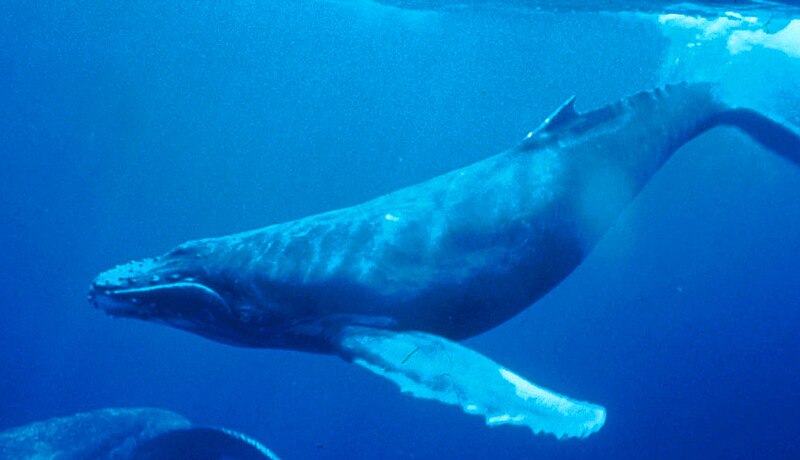 humpback vs blue whale