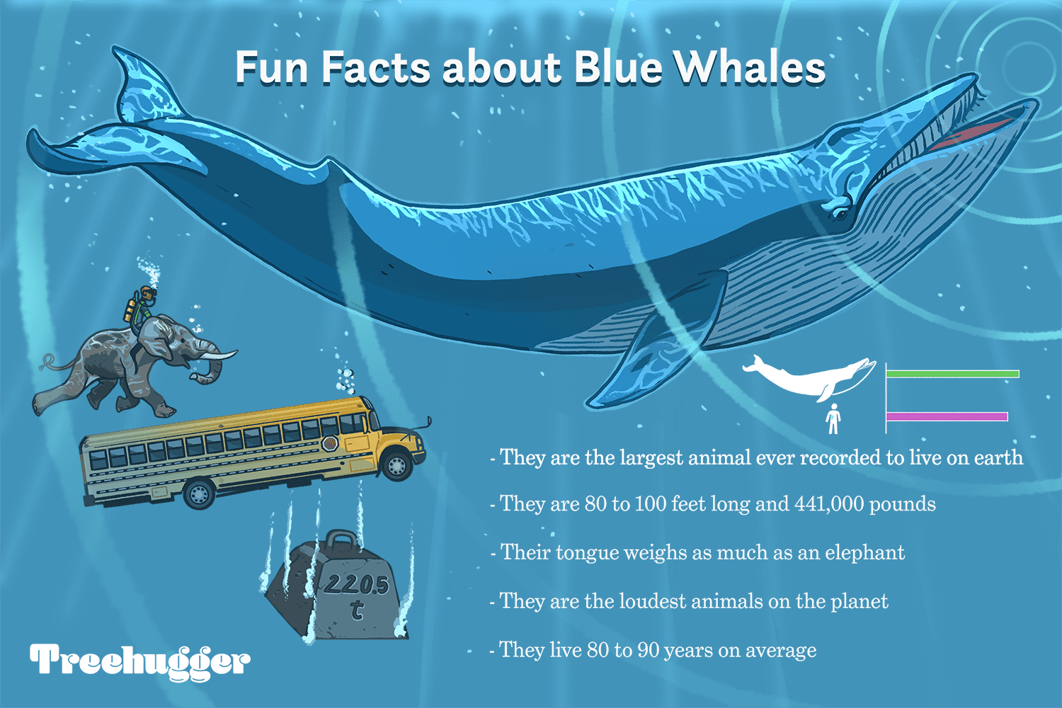 humpback vs blue whale